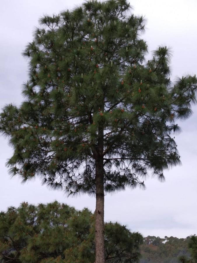 Pine Villa กัสซอลี ภายนอก รูปภาพ